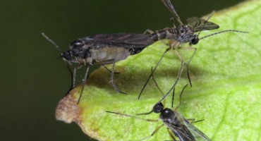 Jak se zbavit pakomárů ve vnitřních květinách pomocí chemických a lidových prostředků